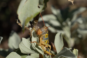 Hoppergrass on a plant