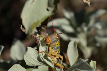 Grasshopper on a plant