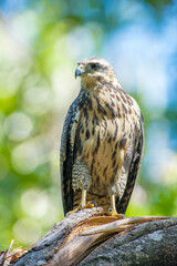 immature common black hawk (Buteogallus anthracinus) perching on a branch in Belize