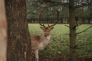 Naklejka na ściany i meble A young deer peeks out from behind a tree. Red deer in the forest and during the rut. A deer with large antlers close-up against the background of a forest clearing. Protection of forest animals