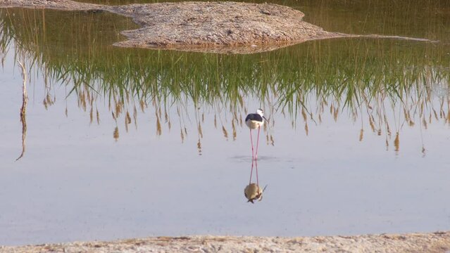 Long feet snipe habitat. In Ningxia Province, China.