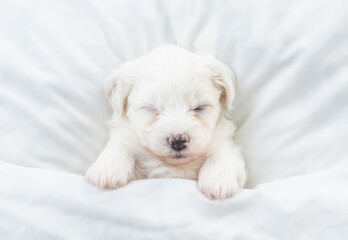 Tiny Bichon Frise puppy sleeps under  white blanket on a bed at home. Top down view