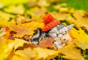 Cute kitten wearing warm hat hugs favorite toy bear and sleeps on green summer grass under autumn...