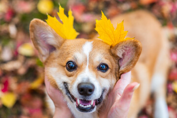 Womans hands holds autumn oak leaves near dogs head like crown. Enjoy at autumn season