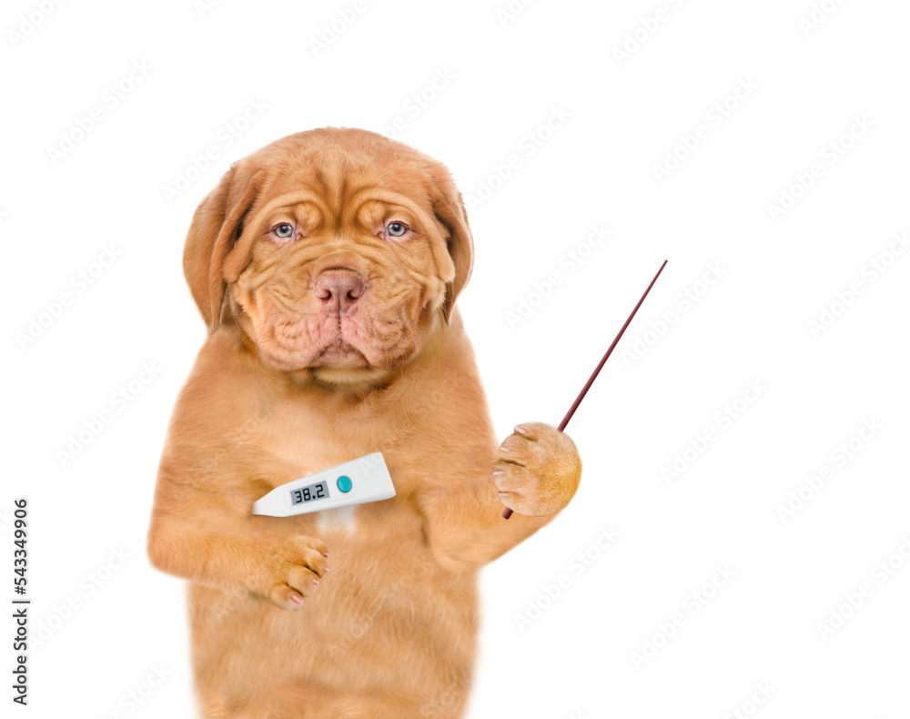 Poster Unhappy sick puppy with holds thermometer and points away on empty space. isolated on white background