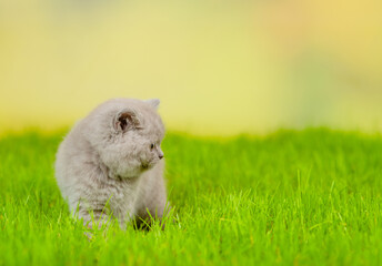 Cute kitten sits on green summer grass and looks away on empty space