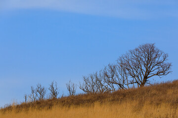 Bare bushes grow against the blue sky. Autumn nature.
