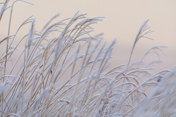 Close-up. Frosted dry grass in a field. Winter grass.