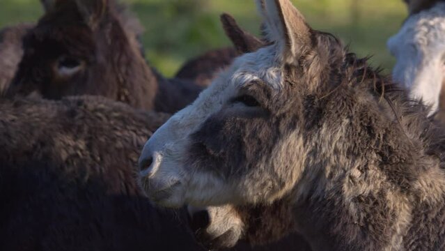 Donkeys on the farm close up