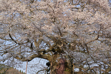 A large Daigo cherry tree is in full bloom on the hill