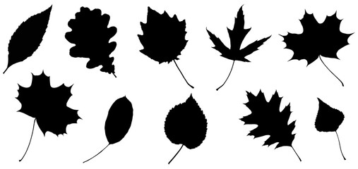 leaves. graphic illustration isolated on white background.

