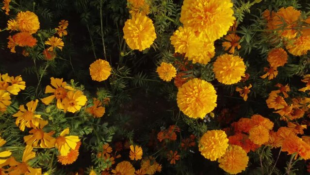 Cempasuchil "Flower of the dead" in Mexico 