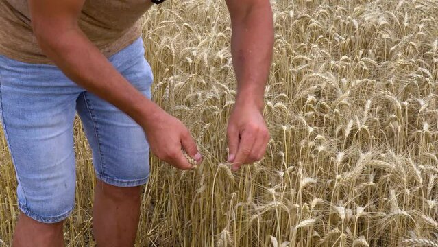A Ukrainian wheat farmer separates the grain from the chaff with his hand while threshing their harvested wheat crop fields during the summer in Ukraine.