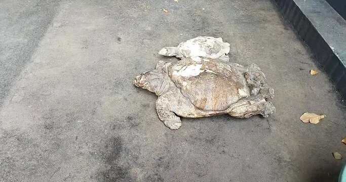 Turtle fossilized. fossil, lower Eocene, Wyoming. Most likely fed on fish, crayfish, shrimp, and clams.