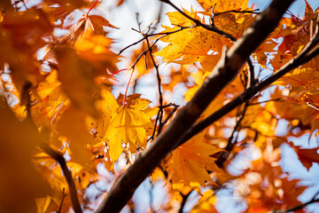 秋の北海道の百合が原公園