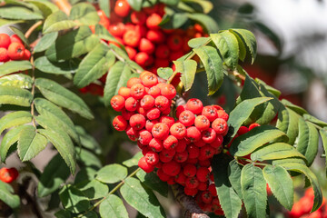 A bunch of red rowan in autumn leaves.