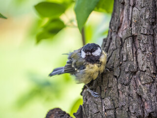 Cute bird Great tit, songbird sitting on the tree trunk in autumn. Parus major