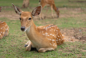 Male Chital or chital(Axis axis), also known as spotted deer in Botanical Garden, Spotted deer  family.