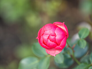 Close-up of a pink rose on green background