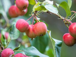 Bright red small wild apples among the yellow leaves in autumn.