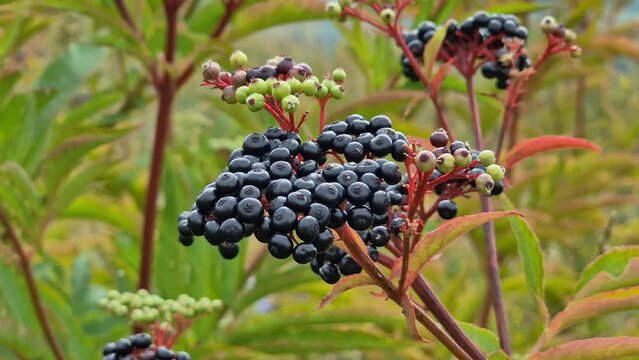 Closeup of dwarf elderberry (Sambucus ebulus) growing on green shrubs