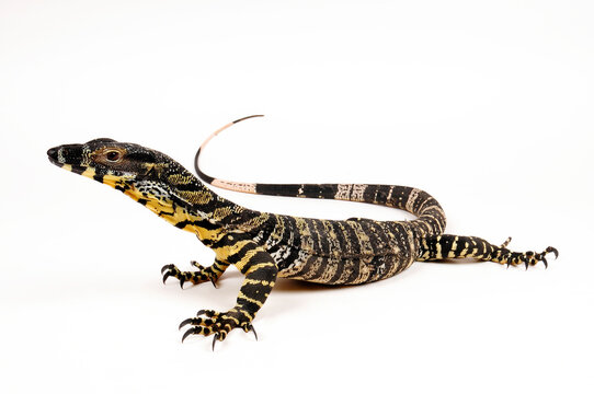 Lace monitor, tree goanna // Buntwaran (Varanus varius)