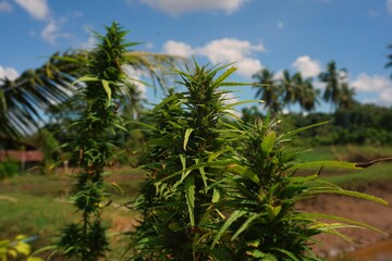Close-up flowers or cannabis grown in the garden for medicinal purposes.