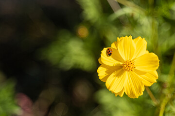 黄色いコスモスとテントウムシ / Yellow cosmos and ladybugs