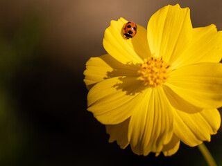 コスモスにとまるてんとう虫 / Ladybugs perching on cosmos