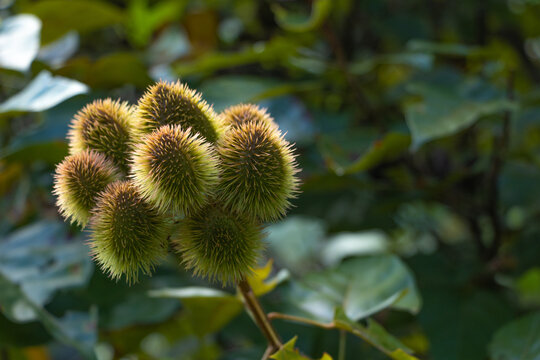 Fruit with green and yellow spikes from Costa Rica