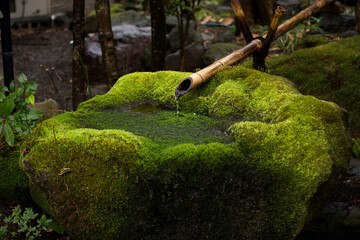 苔が生えたつくばい
