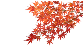 カエデの切り抜き　透明の背景