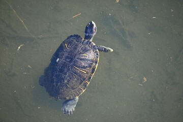 A red-eared slider swimming with carp in a stream.　It is carnivorous and feeds on small fish and...