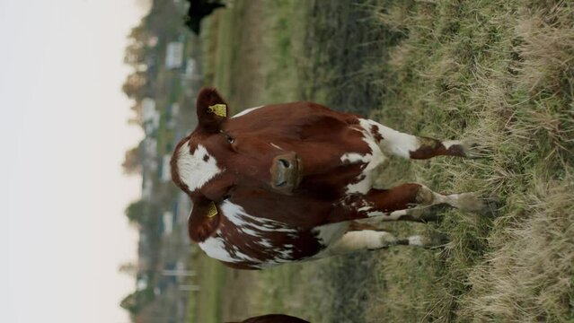 Cow in field vertical video cold