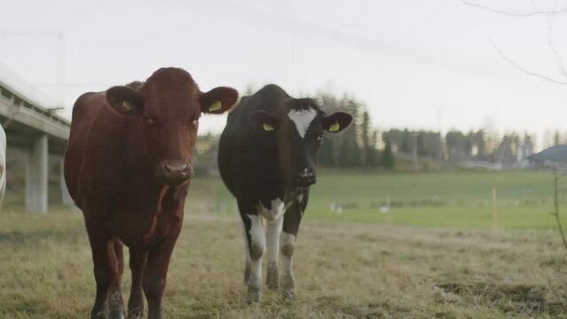 Cows in row on a field. Cold day in Sweden