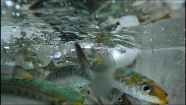sardines swimming in bait tank, underwater footage