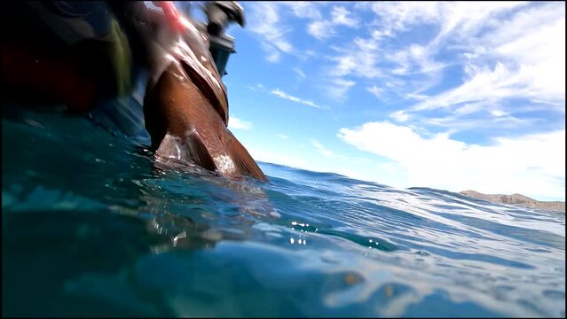 Underwater release of a striped snapper in slow motion, punta bufeo, baja Mexico, with bright blue water