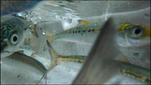 underwater footage of sardines in a bait tank swimming underwater in slow motion