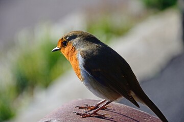 A Robin sitting on a park bench in Greenhill Gardens, Weymouth, Dorset, UK, Europe.
