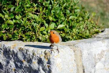 A Robin sitting on a wall in Greenhill Gardens, Weymouth, Dorset, UK, Europe