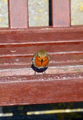 A Robin sitting on a park bench in Greenhill Gardens, Weymouth, Dorset, UK, Europe.