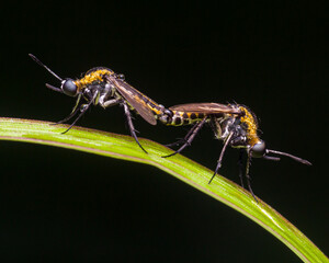 Toxophora mating