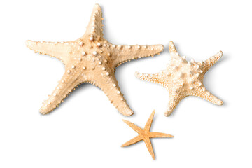 Fototapeta na wymiar Starfish Isolated