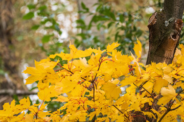 Maple branches with yellow leaves in autumn, in the light of sunset.