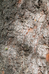 Bark texture and background of a old fir tree trunk. Detailed bark texture. Natural background