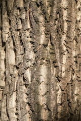 The texture of the bark of an old willow