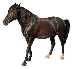 Fototapeta premium Beautiful brown horse on white background