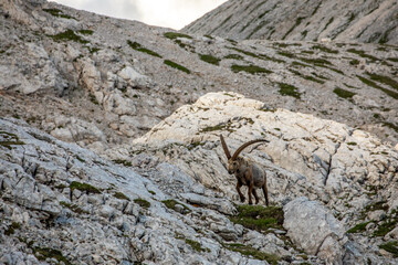 Obraz premium Alpine ibex picture taken in Julian alps, Slovenia 
