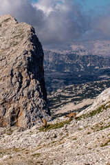 Alpine ibex picture taken in Julian alps, Slovenia	
