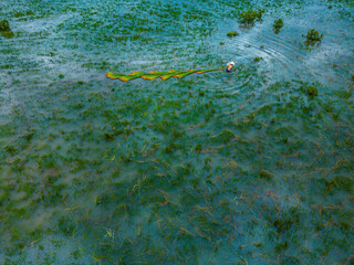 Top view Farmers harvest Lepironia articulata, vietnamese name is co bang. It is harvested by...